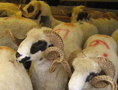 Kızılay, depremzedeler için Van`da Kurban kestirecek