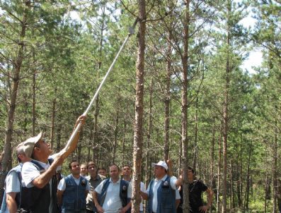 Kastamonu Orman Bölge Müdürlüğü 2016 Hedefini Açıkladı