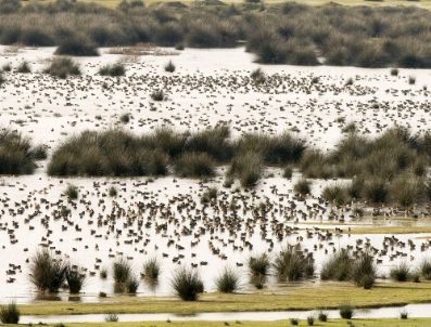 Kızılırmak’ta 10 Bin 536 Kuş Sayıldı