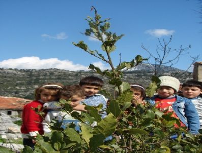 Manavgat`ın 4 Köyünde Defne Kesimi 10 Gün Sonra Bitecek