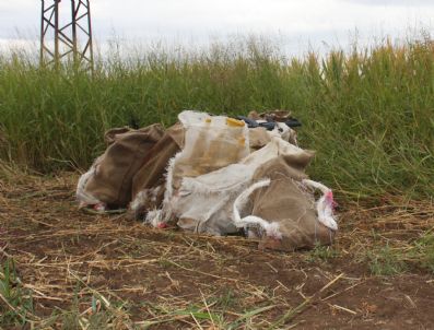 TURHAN AYVAZ - Mısır Tarlasında 88 Suikast Silahı Bulundu