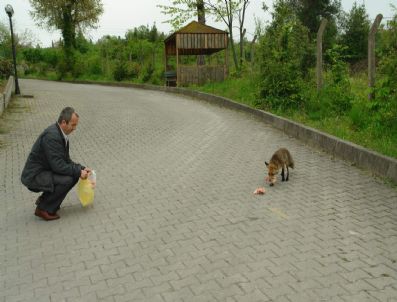 HAKAN YILMAZ - Oğul Tilki Siteyi Terk Etti