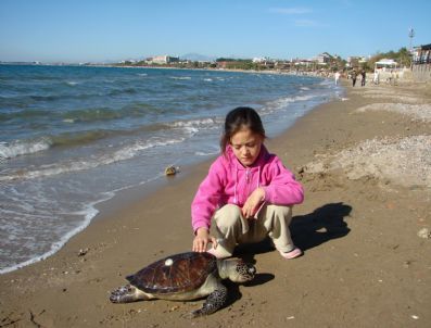 Tark, 25 Deniz Kaplumbağası Yavrusunu Evlat Edindi