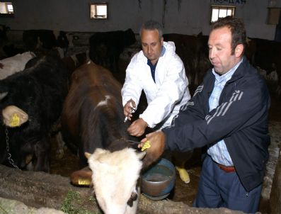 Aksaray`da Şap Aşılaması Devam Ediyor