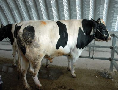 BALıKESIR BELEDIYESI - Balıkesir Hayvan Pazarında Kurbanlıklar Alıcı Bekliyor