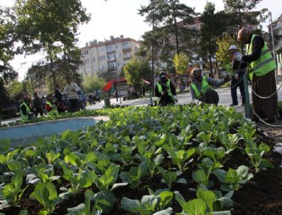 LOKMAN ÖZDEN - Çubuk Belediyesi, Kışlık Çiçek Dikim Çalışmalarına Başladı