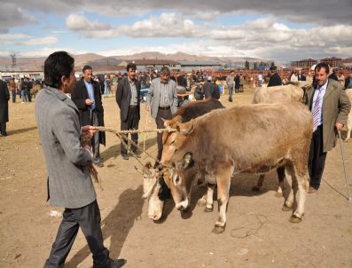 TAŞAĞıL - Erzurum`da Kurbanlıklar Hayvan Pazarına İndi