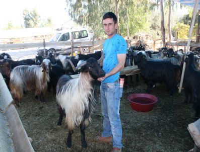 CELEP - Fethiye’de Hayvan Pazarında Satışlar Başladı