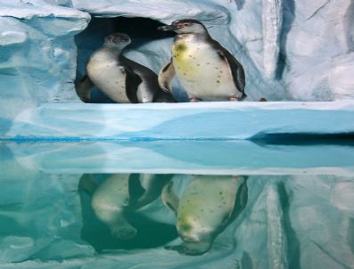 ANTARKTIKA - Moskova’da Açılan Okyanus Akvaryumu Büyük İlgi Görüyor