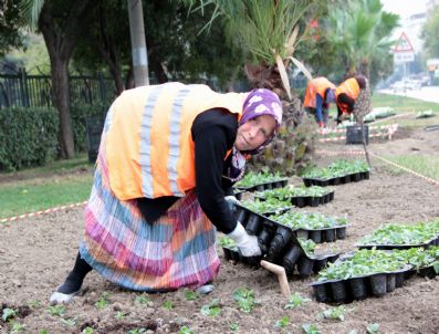 Refüj Çiçeklerine Kadın Eli