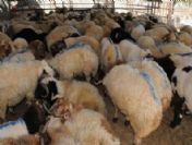 Sınırda 269 Adet Küçükbaş Hayvan Yakalandı