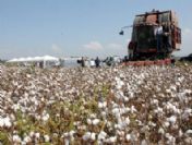 `beyaz Altın` Umut Vermiyor