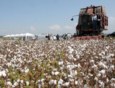 `beyaz Altın` Umut Vermiyor