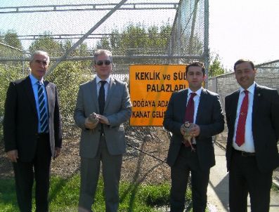 Kenenin Düşmanı Keklik Yetiştiriciliği Belediyelerin Umudu Oldu