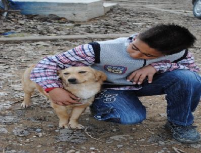 Manavgat`ta Sokak Köpekleri Geçici Hayvan Barınağında Kısırlaştırılacak