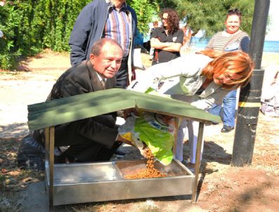 HAYVAN HAKLARı FEDERASYONU - Sokak Hayvanları İçin Yemek Odakları Kuruldu