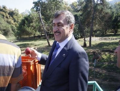 BOĞAZKÖY - Eroğlu Dansçı Ayıları Elmayla Besledi