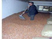 Fındık Arz Talebinde Denge Bozuldu