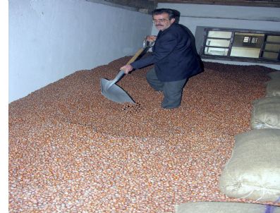 Fındık Arz Talebinde Denge Bozuldu