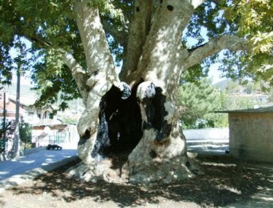 TACETTIN ÖZKARAMAN - Yangında Zarar Gören 7 Asırlık Çınar Ağacının Bakımı Yapıldı