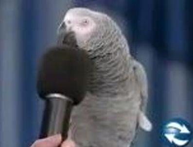 EINSTEIN - Kurt sesi çıkaran papağan