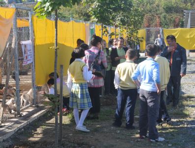 MEHMET ÜNAL - Akçakoca Barınağında Kalan Hayvanlar İçin Kampanya