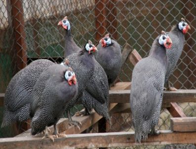 BIROL AYYıLDıZ - Beç Tavuğu Kene Savar Olarak Kullanılacak