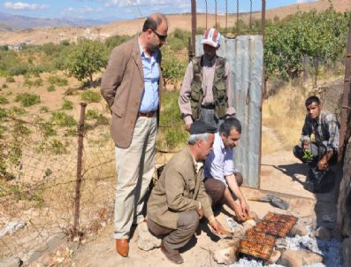 SELIM SADAK - Fıstık Hasadı Sona Erdi