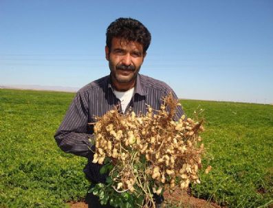 Gap Çiftçisi Yer Fıstığıyla Tanıştı