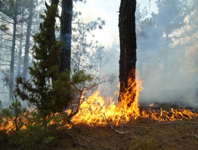 Sigara İzmaritleri ve Çocuklar 100 Yangına Sebep Oldu