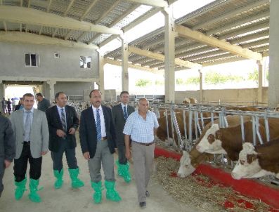 Damızlık Büyükbaş Üretimi Desteklenecek