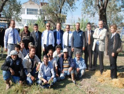 Dikili`de Çiftçilere Gebe Düve Dağıtıldı