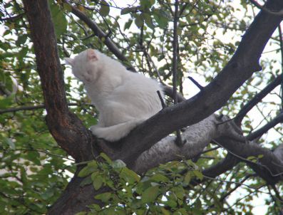 Ağaçta Mahsur Kalan Kedi Kurtarıldı