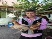 Erzurum'da 5 Tırnaklı Tavuk Şaşırttı