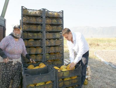 Kırkağaç Kavunu Tarladan Avrupa’ya İhraç Edildi