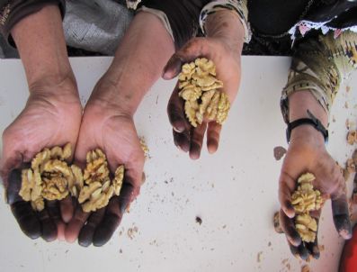 CAHİT BAĞCI - Oğuzlar`da Ceviz Festivali Coşkusu