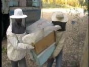 Arı kovanından bal yerine sigara çıktı