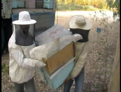 Arı kovanından bal yerine sigara çıktı