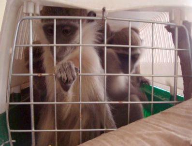 Belen`de Örümcek Cinsi 8 Maymun Ele Geçirildi