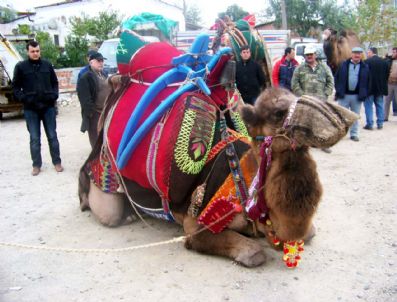 Havut Giydirme Hayırları Başladı