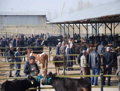 Kurban Öncesi Hayvan Nakliyatı Yakın Takibe Alındı