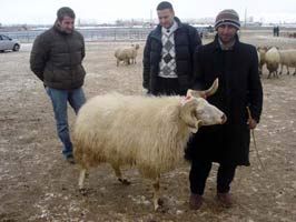 Kurbanlıklar El Yakıyor