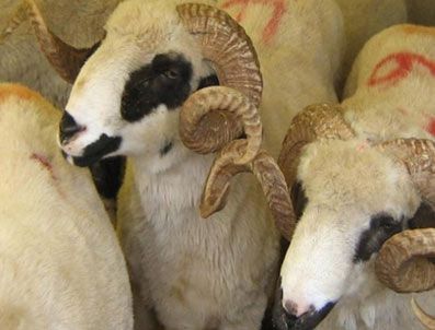 Kurbanlıklar mobil ünitede kesilecek