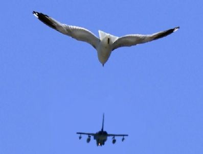 Kuşlar Uçaklara En Çok Abd’de Çarpıyor (özel)