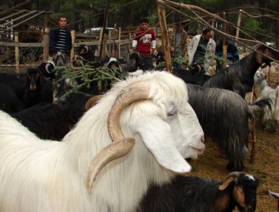 Manavgat`ta Kurbanlıklar 2 Noktada Kontrol Ediliyor