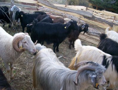 Nallıhan`da Kurban Pazarı Durgun