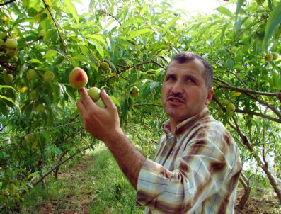 Örtü Altı Nektarin ve Şeftali Üretimi Denemesi Düşük Seviyede Kaldı
