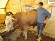 Pazarın Gözdesi Avşar 7 Bin 500 Tl`ye Satıldı