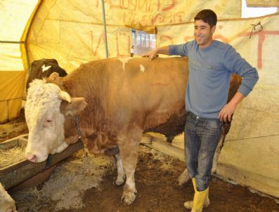 Pazarın Gözdesi Avşar 7 Bin 500 Tl`ye Satıldı