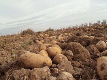 ORHANLı - Niğde`de 100 Bin Ton Patatesi Don Vurdu